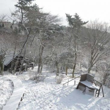 雪の油コブシをトレイルラン