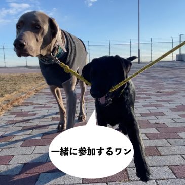 第27回六甲縦走キャノンボールラン大会案内
